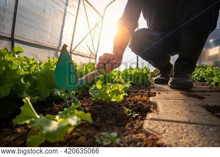 Ground Angle Shot Of A Garden Hoe Among The Lettuce Seedlings Held By A Caucasian Man, In The Greenh