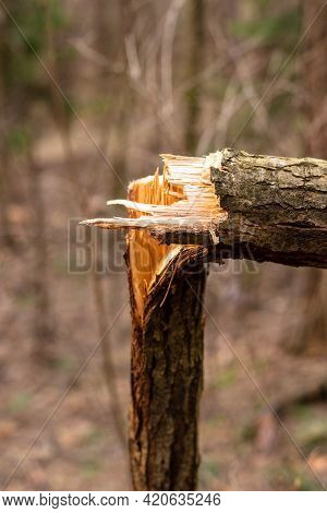Fallen Tree In The Forest. Consequence Of Strong Wind.