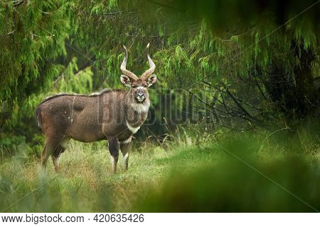 Mountain Nyala (tragelaphus Buxtoni), A Beautiful Endangered Antelope That Lives In A Small Area Of 