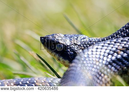 An All Black Eastern Hognose Snake Flaring Out Its Neck In A Defensive Mechanism. This Snake Is Harm