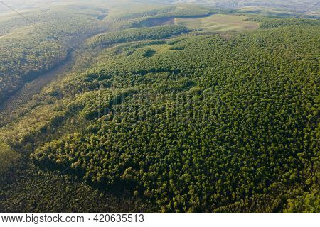 Summer In Forest Aerial Top View. Mixed Forest, Summer Colors Countryside Woodland. 4k Aerial Of Dro