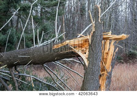 Padlých, zlomený strom od škodách