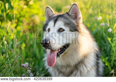 Adorable husky dog with tonque out sitting in the grass in field. Cute young doggy with incredible eyes in summertime feels hot. Pet portrait outsude