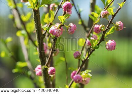 Close Up Of Prunus Triloba (flowering Plum, Flowering Almond, Shrubby Cherry) Shrub Branches With Op