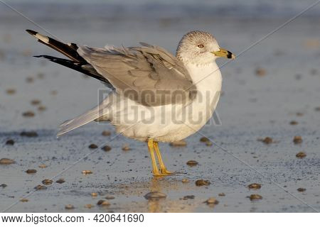 A Ring-billed Gull, Larus Delawarensis Shakes Its Feathers At The Tideline On A Beach In Florida