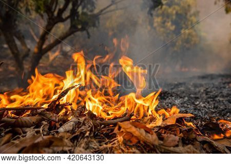 Close Up Forest Fire Is Burning Into Orchard