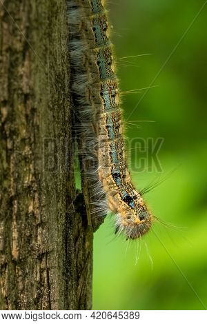 A Forest Tent Caterpillar (malacosoma Disstria) Crawls Down A Wooden Post. Raleigh, North Carolina.