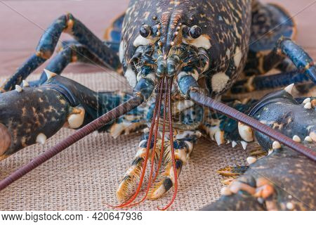 Live Lobster On Front Table Close Up With Natural Daylight Indoors