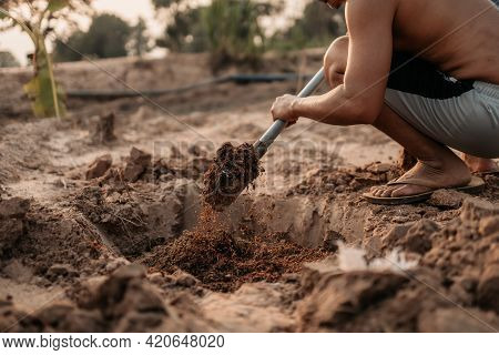 Man Plants A Small Tamarind Tree, Hands Holds Shovel Digs The Ground Garden. Farm And Argiculture At