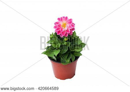 Close Up Of Dahlia Pink Flower In A Pot For Growing In The Soil In Spring And Summer Season For Home