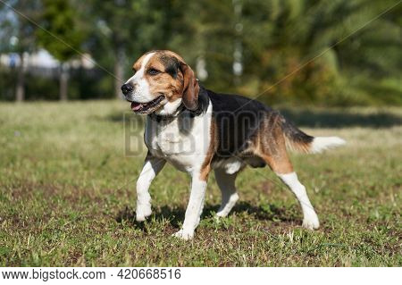 Dog Beagle Breed Standing. Group 6 Fci. Hound