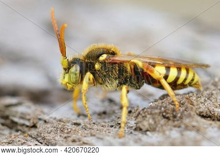 Closeup Of A Male Lathbury's Nomad Bee, Nomada Lathburiana, A Cucko Bee Or Nest Parasite Of The Grey