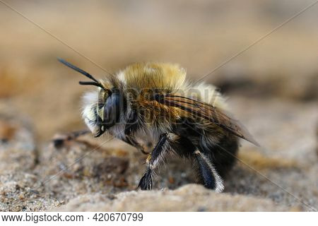 Closeup Of A Male Of The Hairy-footed Flower Bee , Anthophora Plumipes
