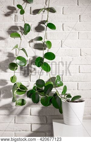 Indoor Plant Hoya In White Ceramic Pot, Climbing On White Brick Wall. Urban Jungle Concept. Vertical