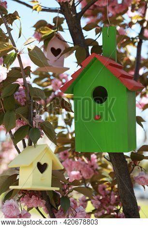 Bird Houses Hanging On Tree Branches Outdoors