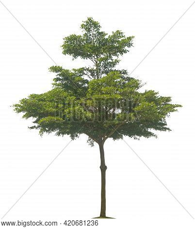Trees Isolated On White Background, Tropical Trees Isolated Used For Design, Advertising And Archite