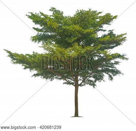 Trees Isolated On White Background, Tropical Trees Isolated Used For Design, Advertising And Archite