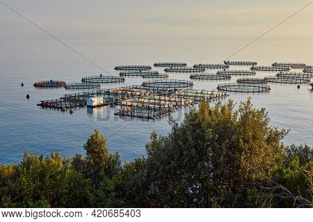 Sea Fish Farm. Artificial Fish Farming In Europe.