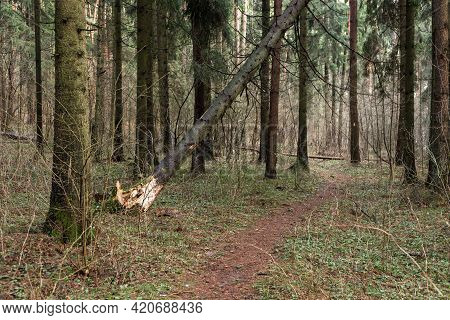 Fallen Tree In The Forest. Consequence Of Strong Wind.