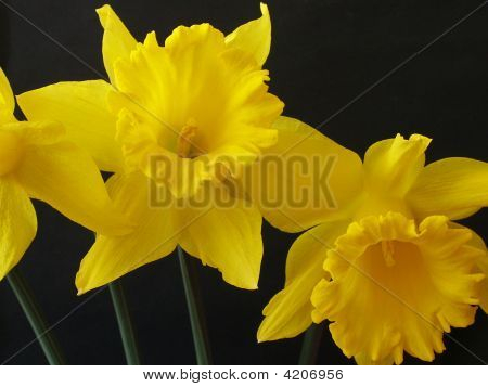 Yelow