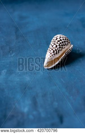 Black Cone On A Blue Background. Conus Marmoreus. Shell With White Triangle.