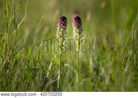 A Burnt Orchid (neotinea Ustulata) On A Sunny Day In Springtime, Green Meadow, Vienna (austria)