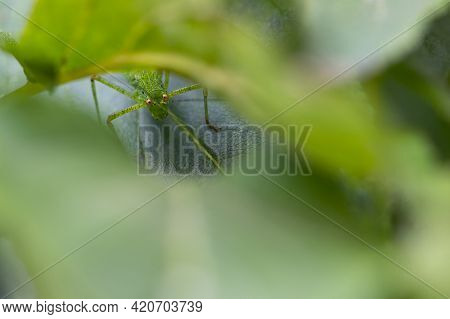 Tettigonia Viridissima. Green Grasshopper On Green Leaves Close-up. Macro Photo Of Insects. Grasshop