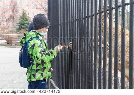 A Boy At The Zoo Feeds An Animal Deer Carrots Through The Bars Of The Grate.