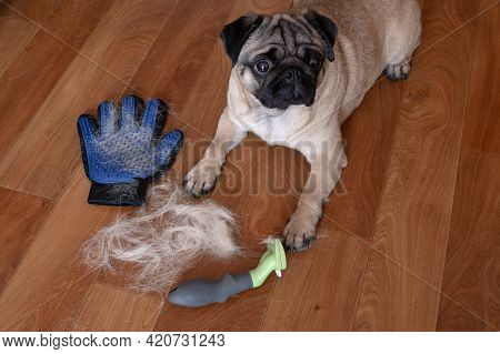 Pug Dog Lying On The Floor With Pile Of Wool And Grooming Tool After Combing Out. Concept Of Seasona