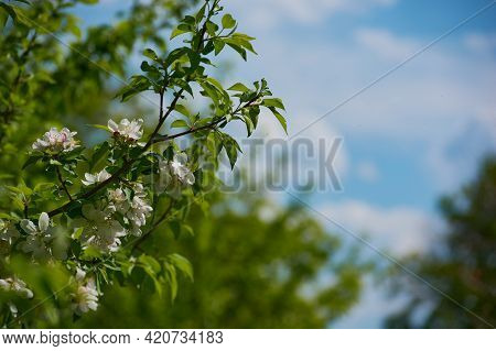 Blooming Apple Tree Against The Blue Sky