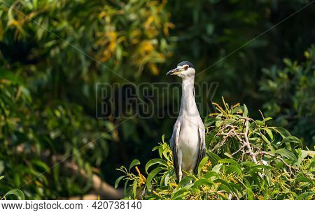 Adult Black-crowned Night-Heron(Nycticorax nycticorax hoactli) flying over wetlands