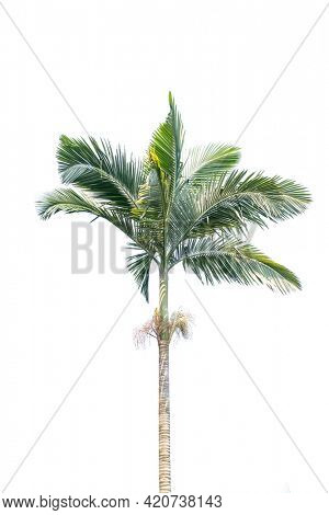 palm tree isolated on white background