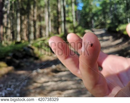 A Tick Is Sitting On The Finger Of Man In Forest On Hiking Path