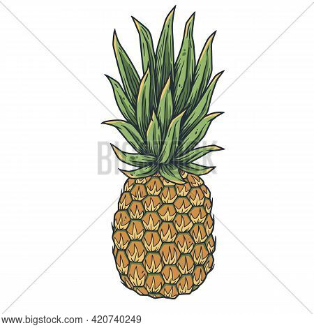 Pineapple Fresh Exotic Juicy Fruit. Summer Tropical Nature Ananas And Organic For Food Bar