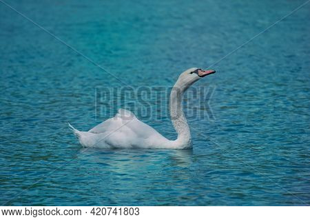 Graceful White Swan On A Body Of Water - Stock Photography