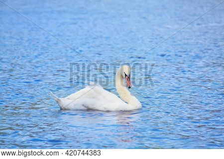 Beautiful White Swan On The Surface Of The Reservoir