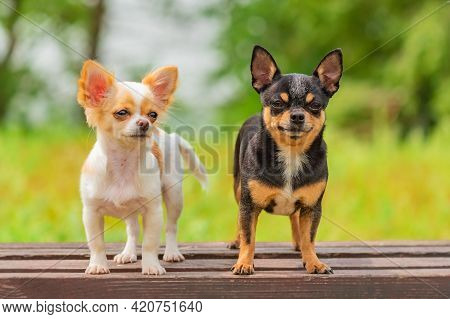 Two Little Chihuahua Dogs On Bench. Cute Domestic Pets Outdoors. Puppy And Adult Dog Black And White