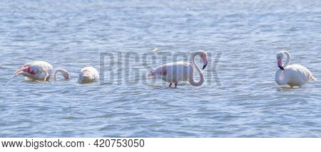 Flock Of Flamingos In Their Natural Ecosystem,phoenicopterus