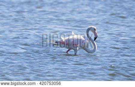 Flock Of Flamingos In Their Natural Ecosystem,phoenicopterus