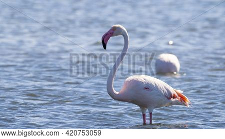 Flock Of Flamingos In Their Natural Ecosystem,phoenicopterus