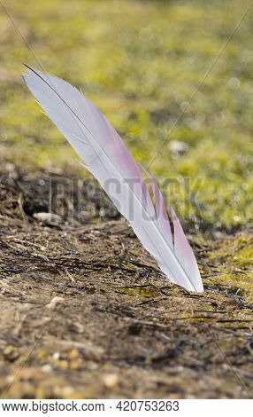 Adult Flamingo Feather In The Lake Of Porto Pino, South Sardinia