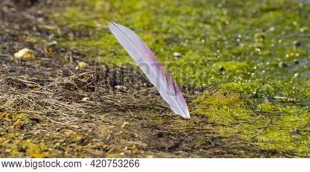Adult Flamingo Feather In The Lake Of Porto Pino, South Sardinia