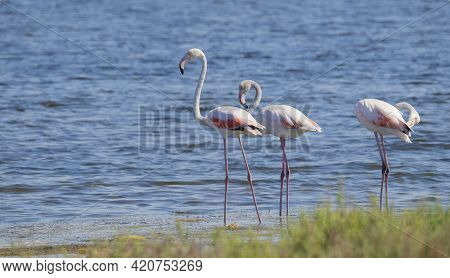 Flock Of Flamingos In Their Natural Ecosystem,phoenicopterus