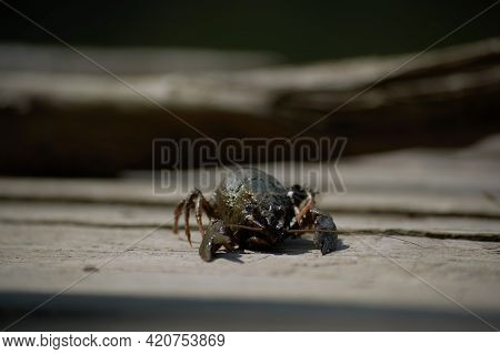 Freshwater Crayfish Sits On A Wooden Deck