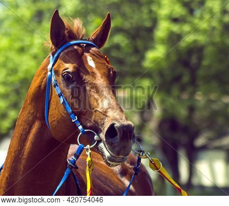 English Thoroughbred Red Stallion Before Horse Race.