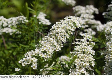 A Flowering Branch Of Argut Spirea With White Flowers Among The Greenery