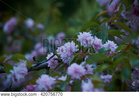 Spring, Blossoming Trees, Beautiful Blossoming Sakura. Pink Sakura Flowers