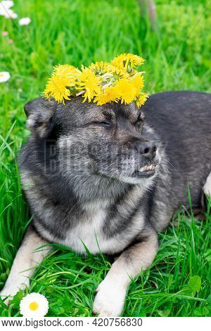 Cute Mixed Breed Dog With An Underbite Is Wearing Dandelion Crown And Lying On The Grass