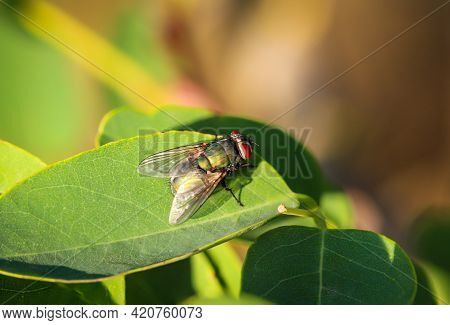 Close Up Of A Fly On A Plant.