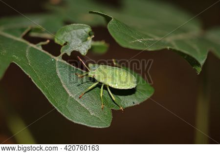 Portrait Of A Green Bug, A Stink Bug.